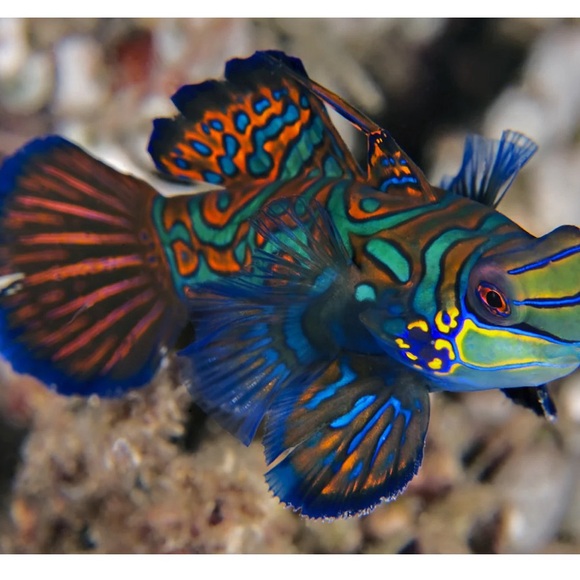 Exotic Tropical Mandarin Gobi Fish Lithography - Picture 6 of 9